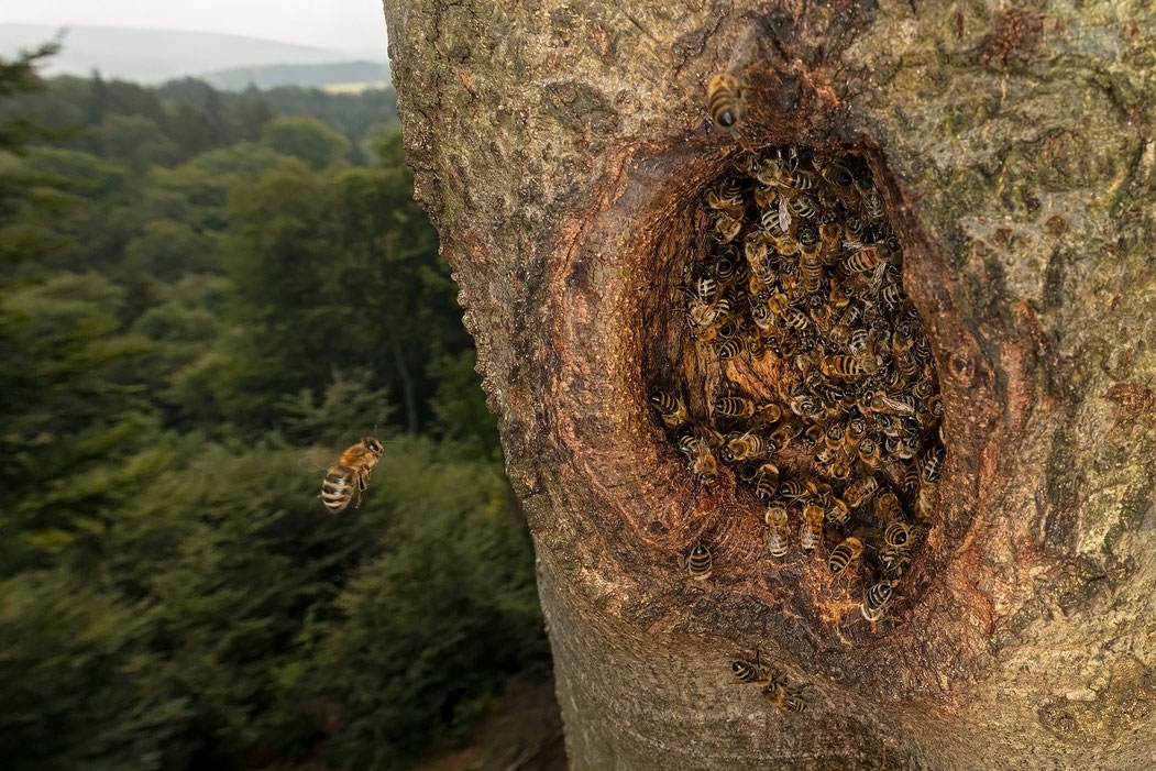 Sie werden immer weniger: Die wildlebenden Populationen, der aus der Imkerei bekannten Honigbiene, wurden von der IUCN auf die internationale Rote Liste der bedrohten Arten aufgenommen und als „stark gefährdet“ eingestuft. | Bildquelle: Ingo Arndt