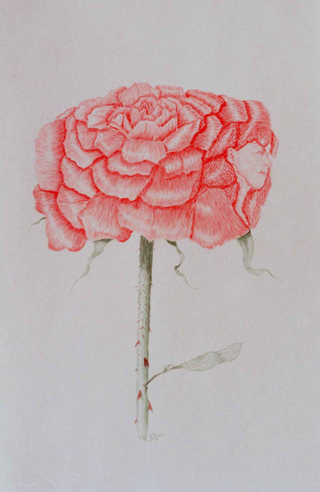 Bild:The Rose,Rose,Charlotte Höglund,Zeichnung,Farbstift,Buntstift,Rot,Papier,Doppelbild,David Brandenberger,
