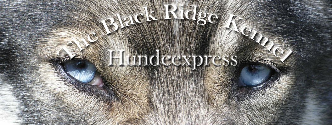 Hundeexpress Hochstein