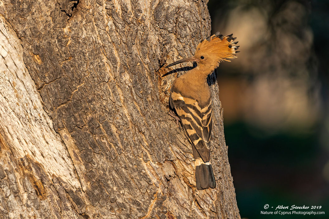Hoopoe pair 2, Cyprus, Agios second Breeding Season 2019