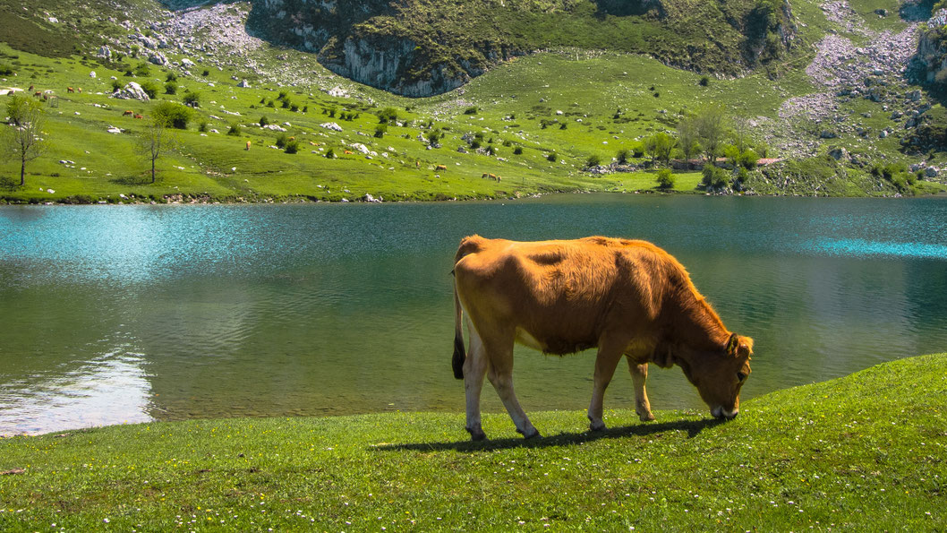 Lago de Enol, National Park Los Picos de Europa, Asturias, Spain