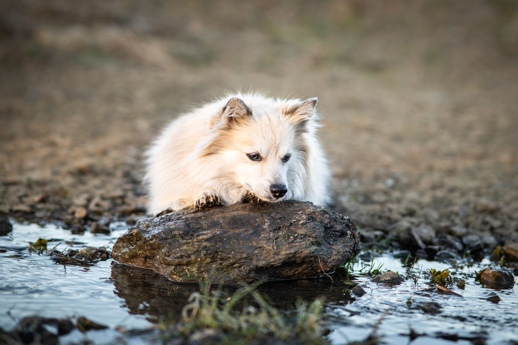 wurmigefotos - Rabea Jochheim - Hundefotografie - Pferdefotografie