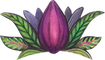 cacao mama cacao pod drawing purple