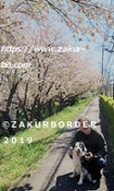 ＺＡＫＵＲＢＯＲＤＥＲ（サクールボーダー）ブログ、ボーダーコリーＭ＆Ｅ２０２３０４１２使用画像