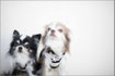 2dogs