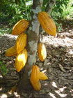 cacao Criollo bio