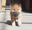 赤柴子犬オスの画像