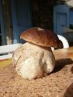 --- Boletus Edulis