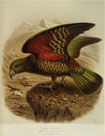 Keulemans, John Gerrard 1842-1912 :Kea parrot. Nestor notabilis. [Plate XVIII. 1888].