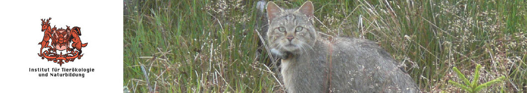 Projekte "Rettungsnetz Wildkatze" | Institut für Tierökologie und Naturbildung