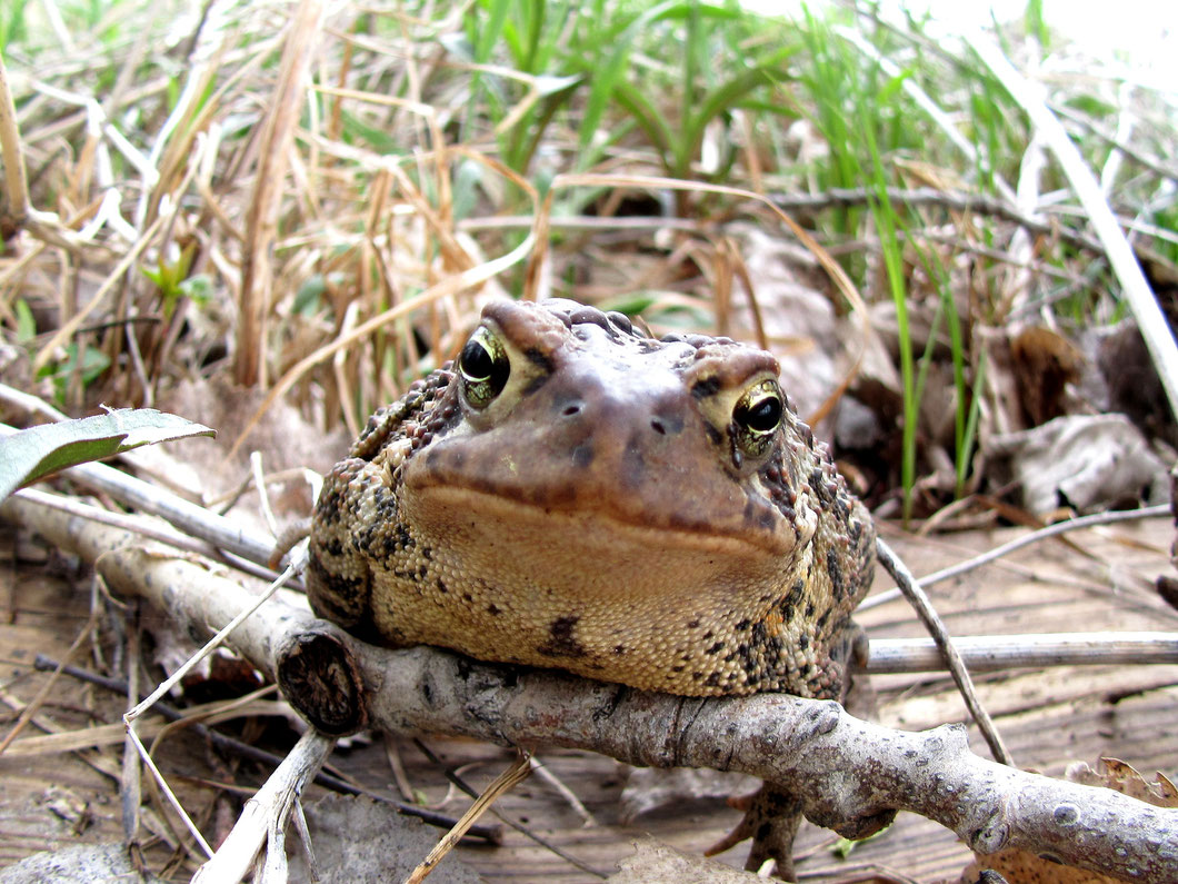 crapaud d'amerique