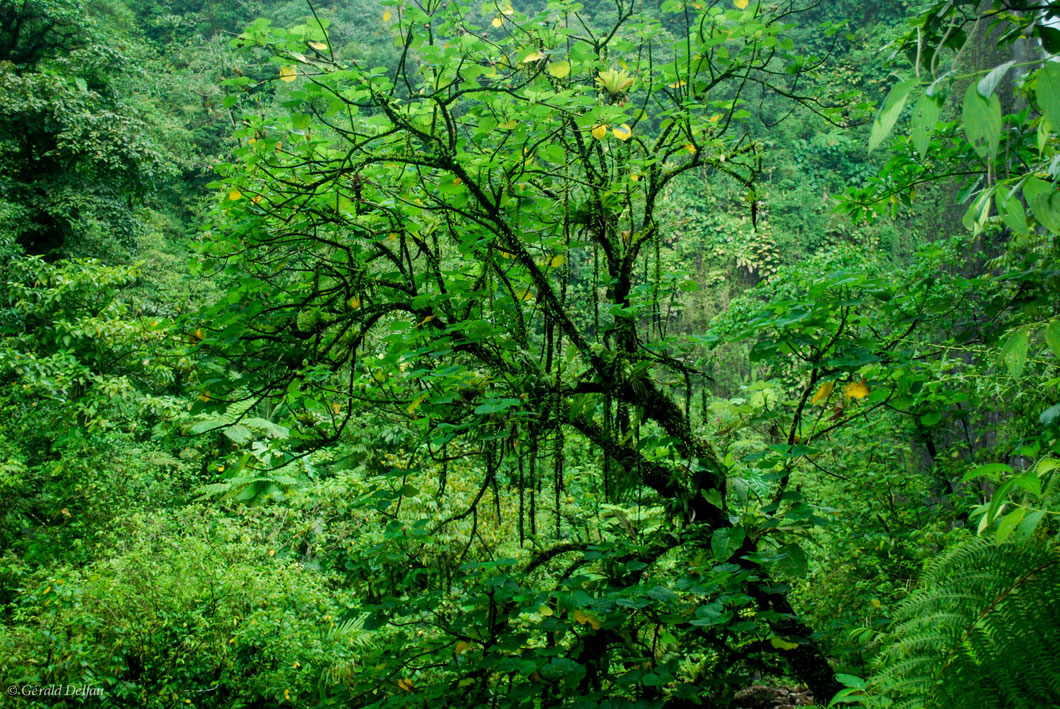 Au pied de la dernière chute du Carbet à la Guadeloupe, le tronc noir de cette arbre penché se détache du vert tropical dominant