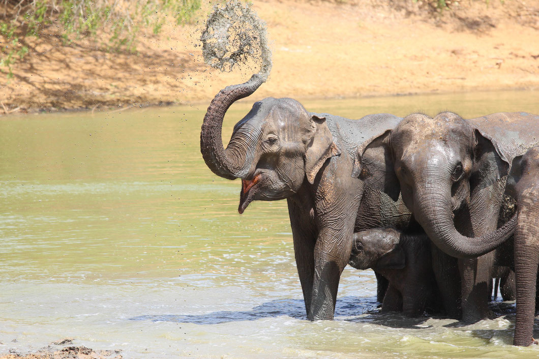 Yala Nationalpark