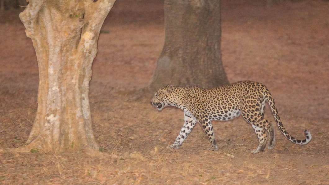 Leopard, Yala Nationalpark: