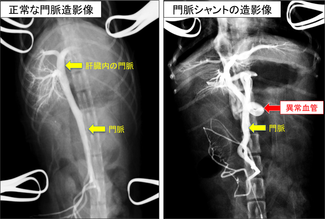 犬の先天性門脈体循環シャント 立川市,昭島市,日野市動物病院トリミング送迎