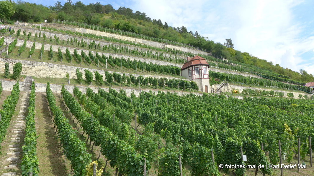 Weinberg mit Haus im Weinberg