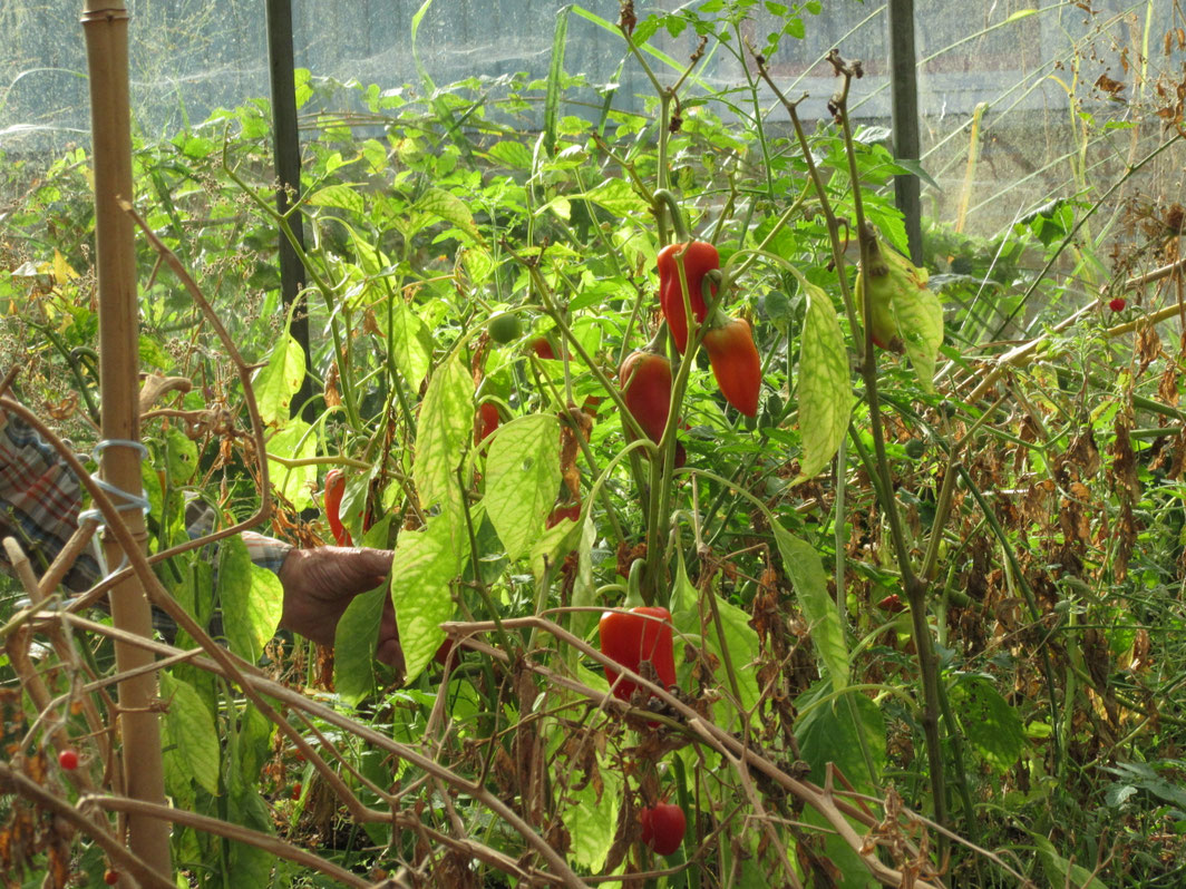 Paprika im Gewächshaus
