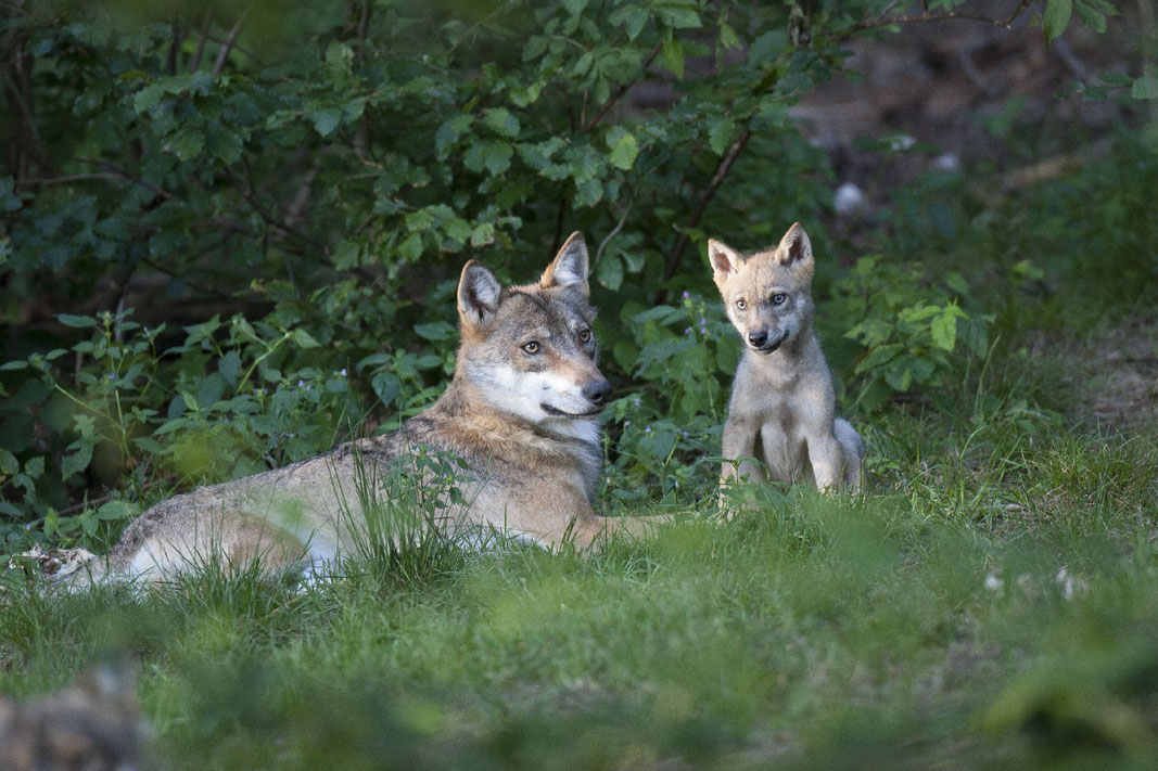 Wolf mit Welpe