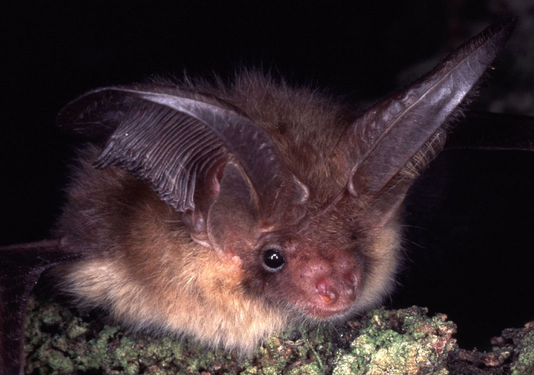 Braunes Langohr; Fledermaus