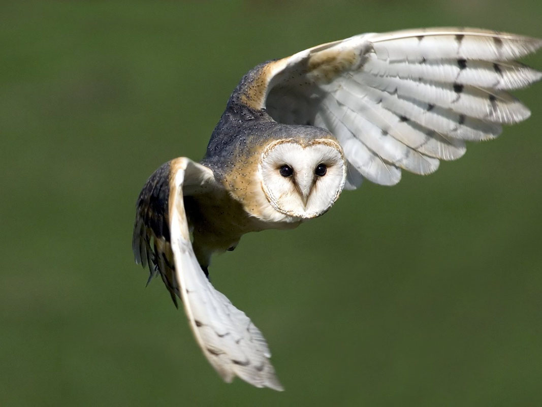 Schleiereule im Flug