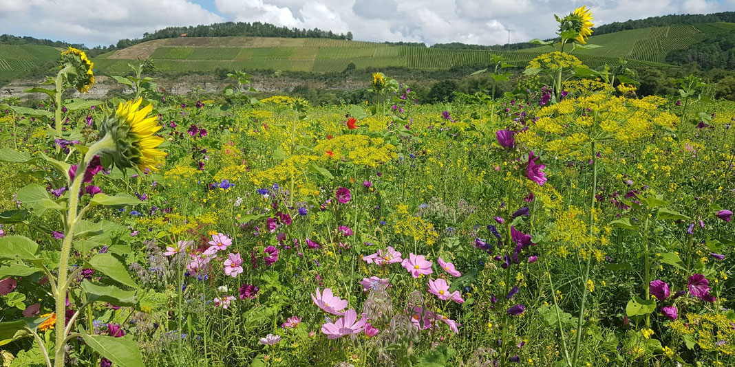 ©Hartwig Brönner - Blühwiese Himmelstadt