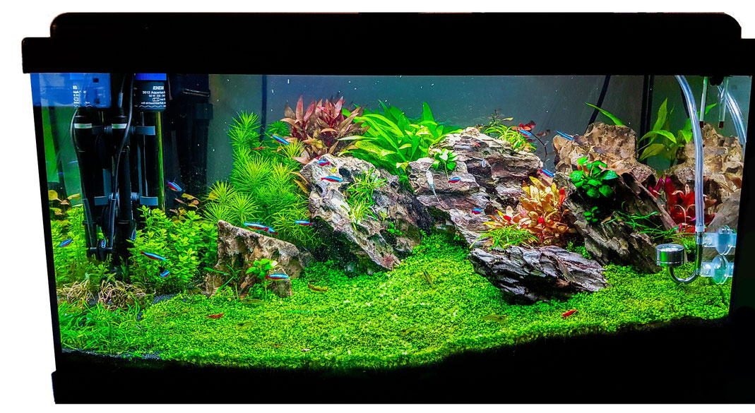 Aquarium Einrichten Schritt Für Schritt Anleitung Nützliche