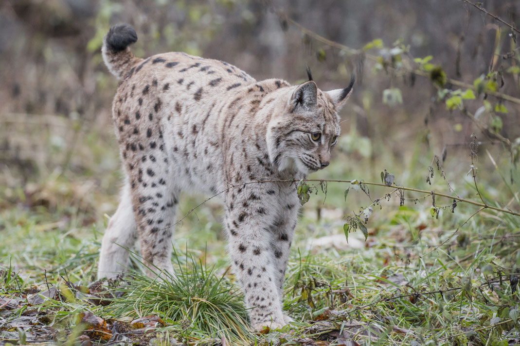 Der Europäische Luchs ist in den Bayerischen Wald zurück gekehrt (Foto: Ralph Sturm, LBV-Bildarchiv)