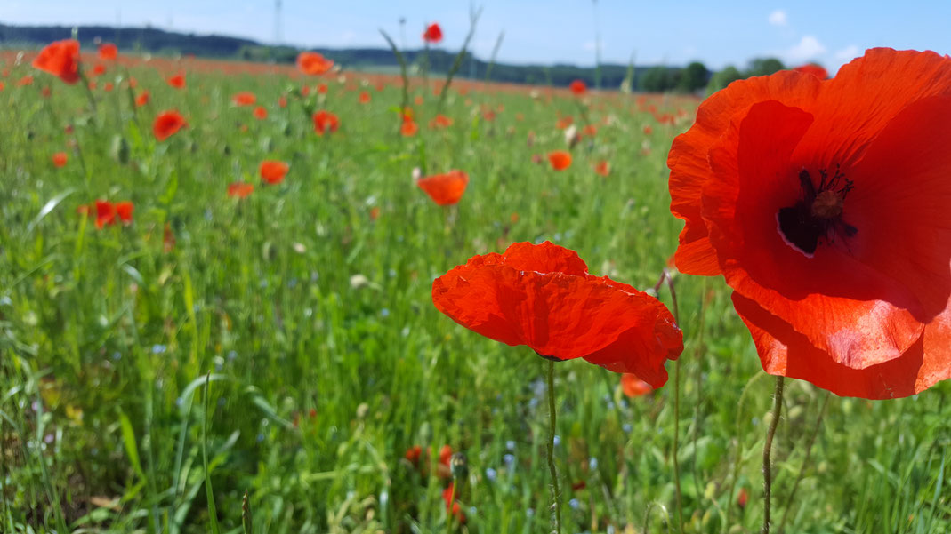 Mohnblumen Feld zwei rote Mohnblumen