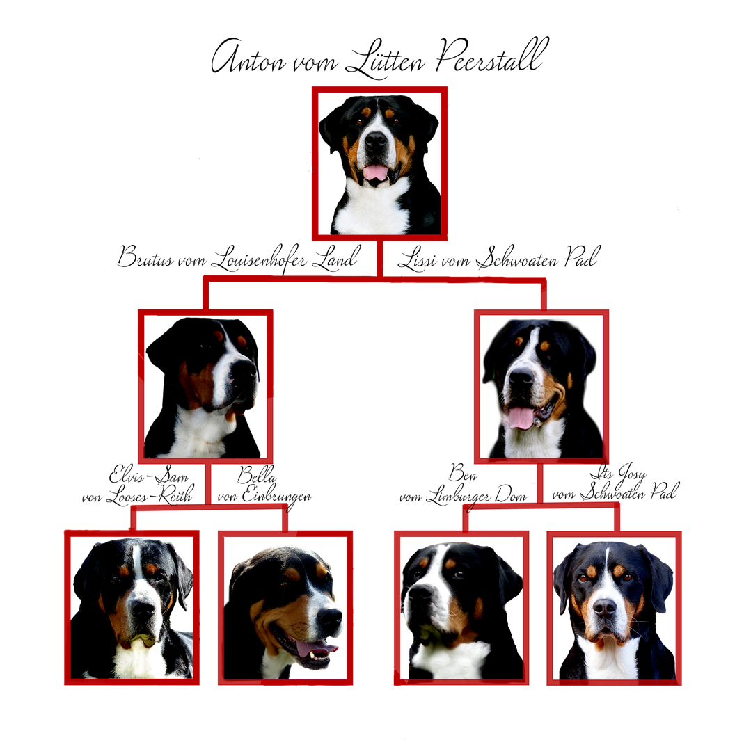 Großer Schweizer Sennenhund Anton: hier findet man seinen Stammbaum. Mit Eltern, Mutter und Vater und den Grosseltern.