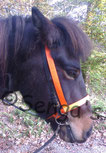 Reithalfter orange