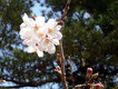 鶴岡八幡宮の静桜