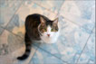 cat6