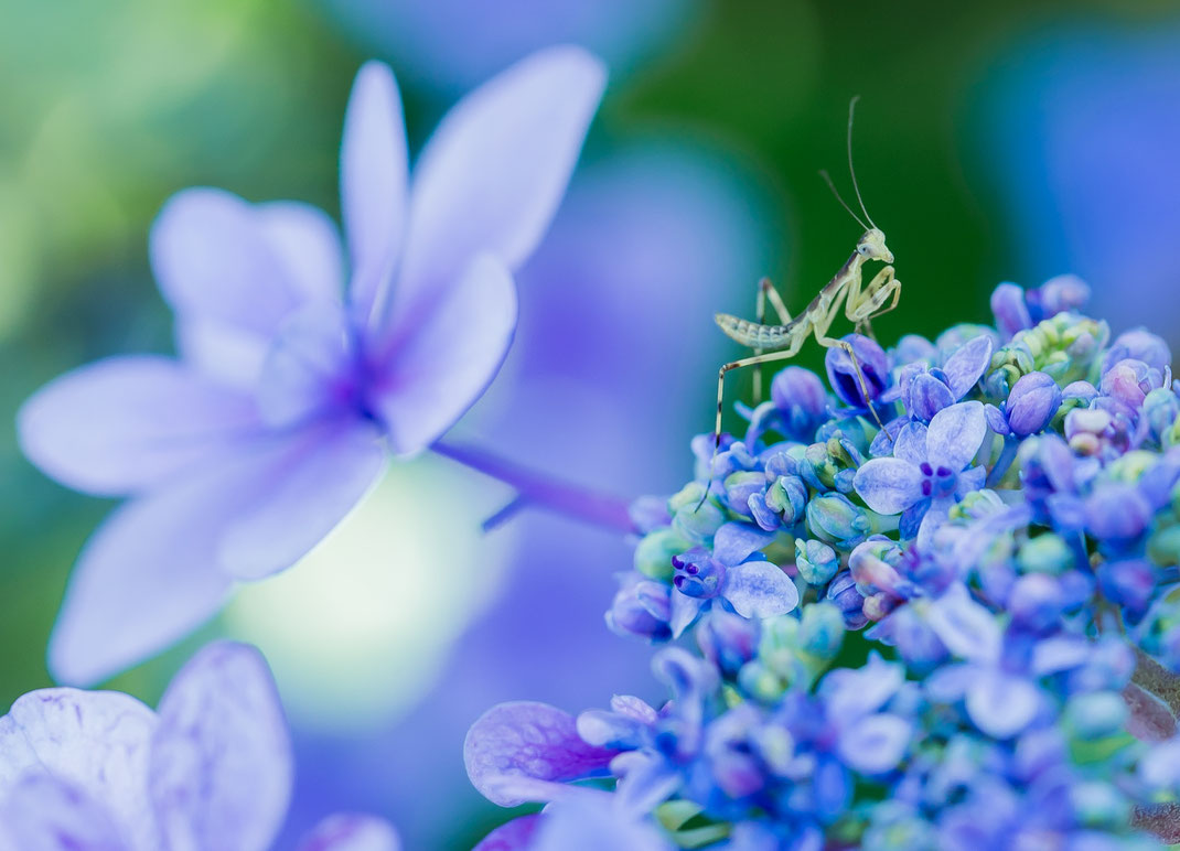 photo by Motoko Yoroi