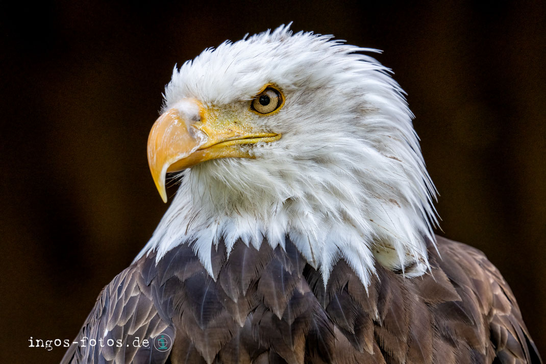 Seeadler, Tierpark Sababurg. Nikon Z7ii + Nikkor 180-600 mm f/5.6-6.3 VR, 1/250 Sek., f/8.0, ISO 1.800, 600 mm