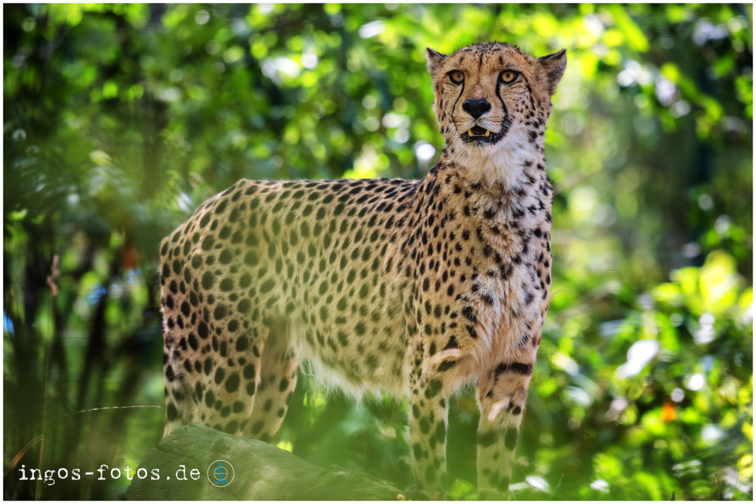 Gepard, Zoo Dresden. Nikon Z6iii + Nikkor Z 180-600 f/5.6-6.3 VR; 1/500 Sek., f/6.3, ISO 3.200, 410 mm
