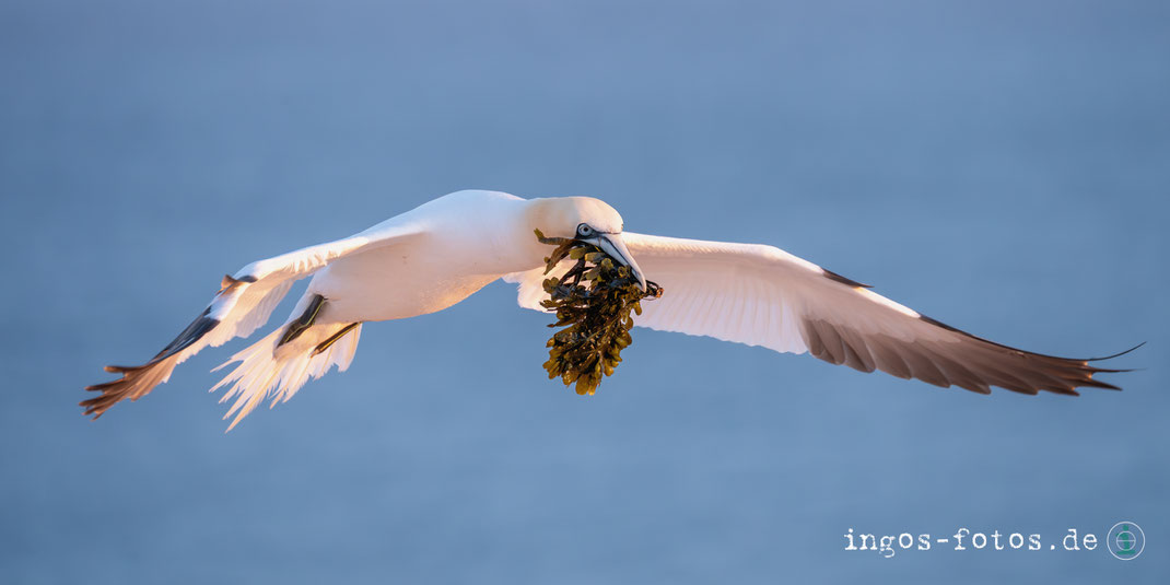 Nikon Z6iii + Nikkor Z 100-400 mm, 310 mm, 1/2.000 sek., f/6.3, ISO 3.600 