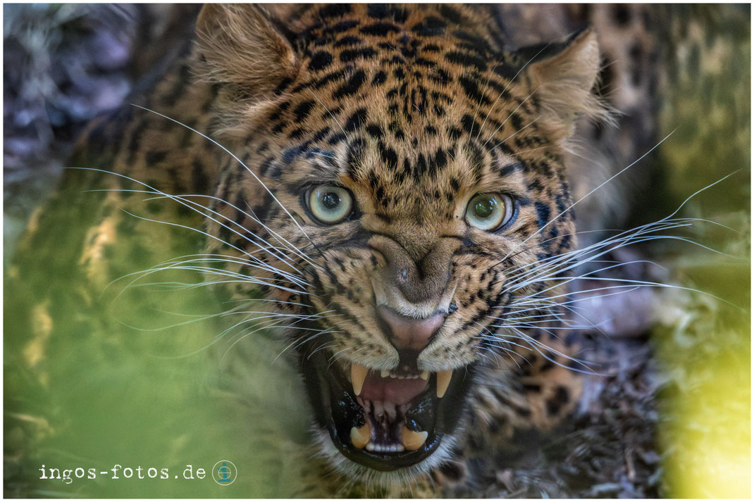 Manchmal sind es auch die Tiere, die sich annähern. (Nordchinesischer Leopard, mit freundlicher Genehmigung von Hagenbeck).