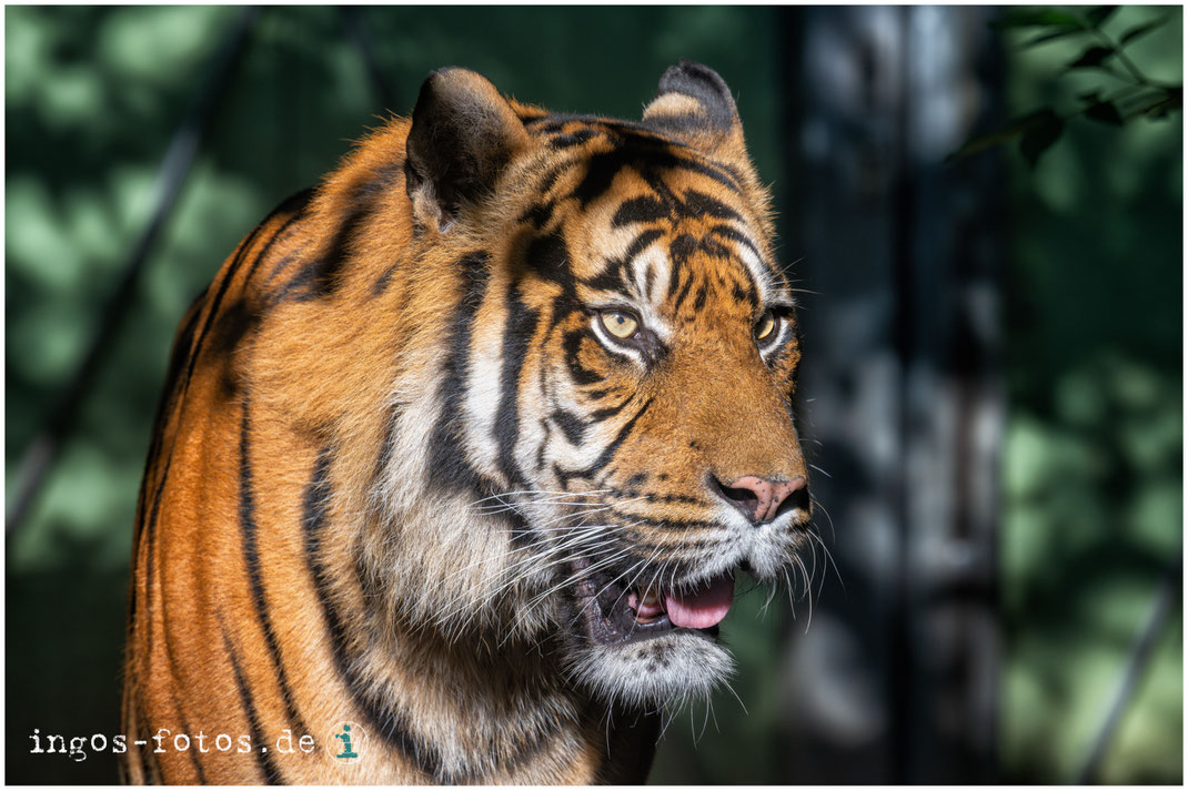 Sumatra-Tiger, Zoo Frankfurt. Nikon Z7ii + Nikkor Z 180-600 mm f/5.6-6.3 VR, 1/100 Sek., f/11, ISO 360, 490 mm