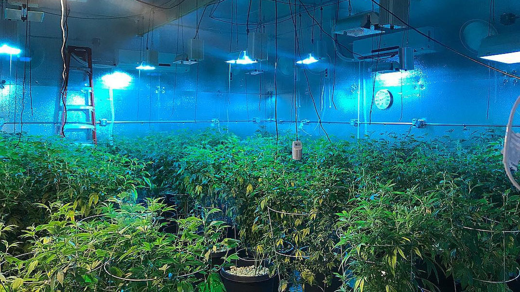 Eine Halle mit vielen Cannabis Pflanzen. Die Hanf pflanzen werden von NDL leuchten beleuchtet.