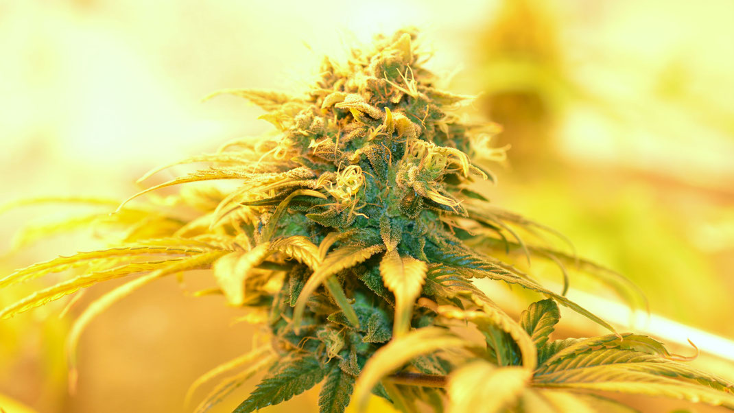 Ein Cannabis Bud in der Blüte, unter einer NDL Lampe. Etwa in der 7 Woche