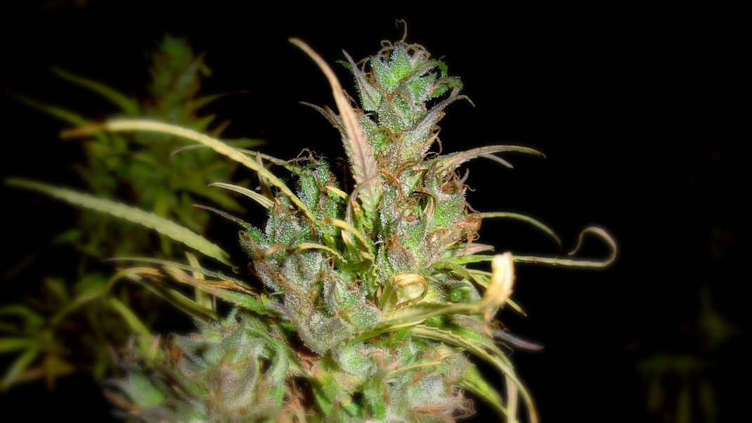 Cannabis Pfalnze in der letzten Woche der Blüte. Im schwarzem Hintergrund kann man mehrere andere Cannabis Pflanzen sehen