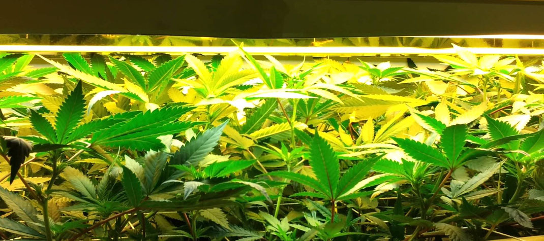 3 Wochen alte Cannabis pflanzen die unter einer Leuchtstoffröhre wachsen
