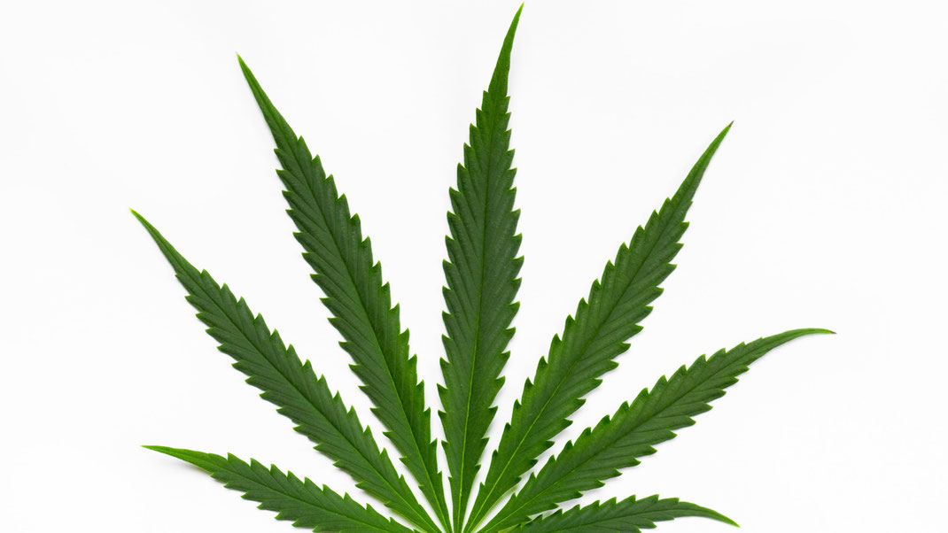 ein sativa Cannabis Blatt mit 9 Blattspitzen auf einem Weißem Hintergrund