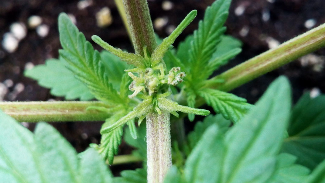Eine getoppte Cannabis Pflanze, die Schnittstelle ist gut erkennbar. Hanf wurde erfolgreich beschnitten