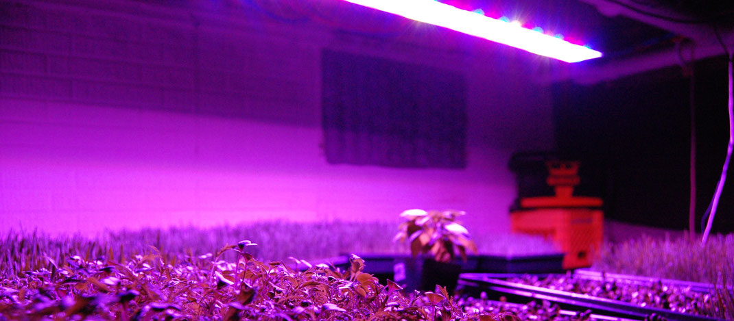 Verschiedene Cannabis Sorten die unter LED-Panels wachsen.