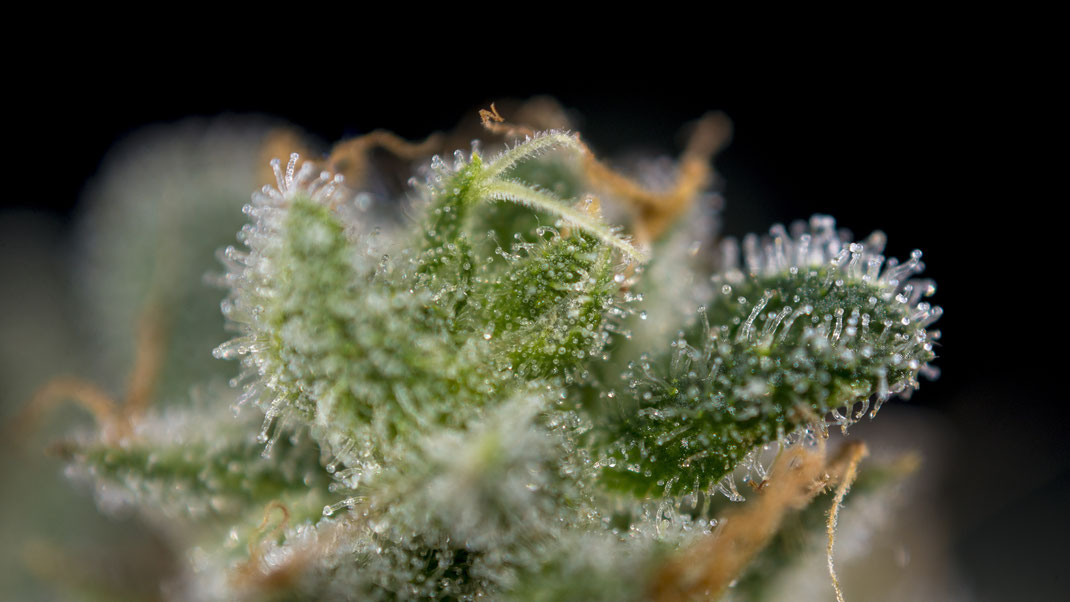 Es sind Trichome einer Cannabisblühte zu sehen in einer Makroaufnahme mit schwarzem Hintergrund