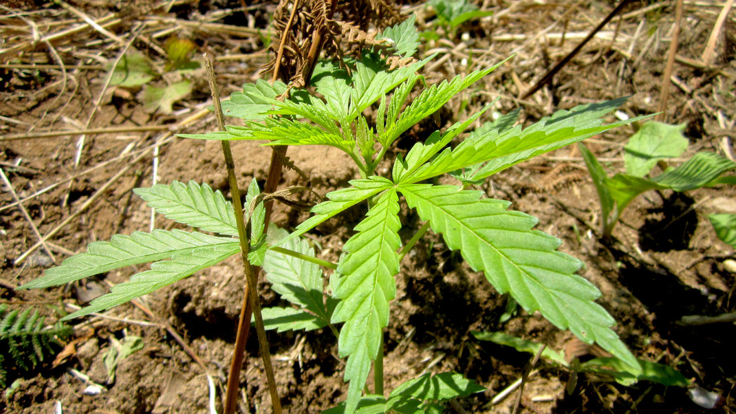 Eine Cannabis Sorte die Outdoor wächst etwa 3 Wochen alt