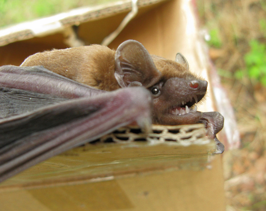 Fledermaus - junger Abendsegler. Foto: Henning Greve