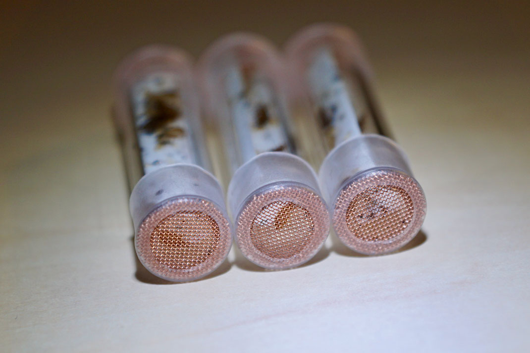 Bettwanzen-Spürhunde-Team: Unsere Trainingsröhrchen mit Mesh 60