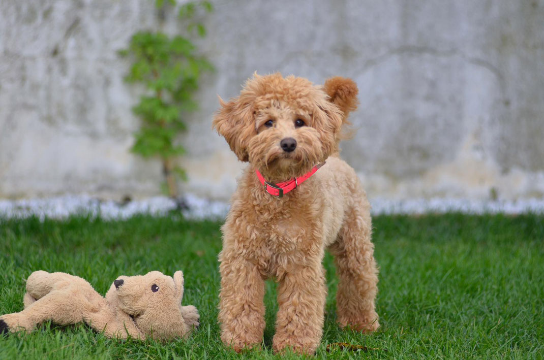 Mini Doodle Hund